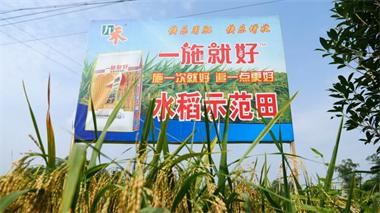 6686体育官网九禾公司“一施就好”专用复合肥水稻试验示范喜获丰收